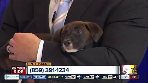 Pet Pals: Three adoptable lab-mix puppies