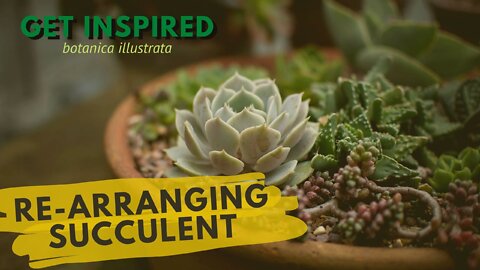 Re-arranging a Succulent Arrangement - a relaxing video inspiring better life idea DIY