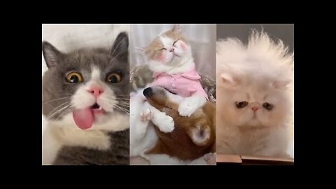 Funny cat video 🤣