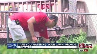 Are you watering your lawn wrong?