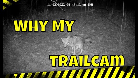 Trail Cam Footage Captures Something That Wasn't Supposed to Be Seen #viral #trendingvideo #poop