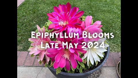 Epiphyllum Blooms
