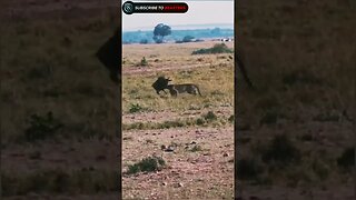 Wildbeest calf fight against cheetah when cheetah tries to hunt