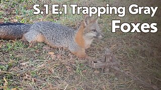 S.1 E.1 Trapping Gray Foxes