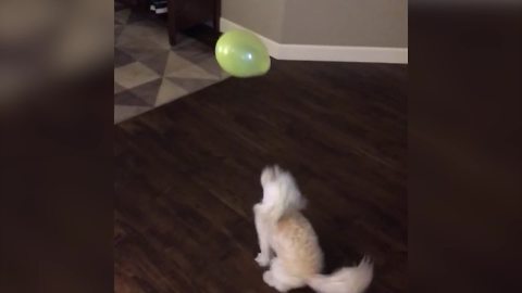 Funny Dog Plays With A Balloon