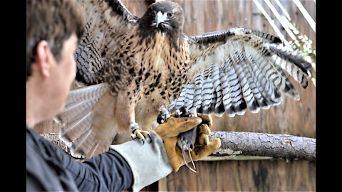 This hawk look right at his Rescuer As he free him.