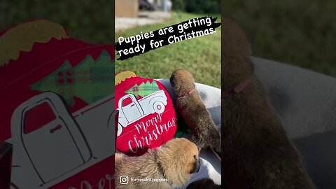 Christmas Malinois Puppies. Are you ready for Christmas? #malinois #malinoispuppy #malinoispuppies