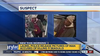 Police release pictures of man accused of killing seagulls
