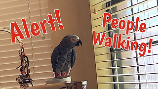 Observant parrot is an excellent watch bird
