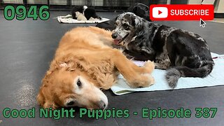 [0946] GOOD NIGHT PUPPIES - EPISODE 397 [#dogs #doggos #doggos #puppies #dogdaycare]