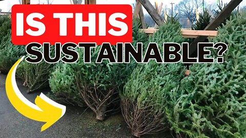 Are Real Christmas Trees Sustainable? Real Christmas Trees Vs. Fake Christmas Trees.