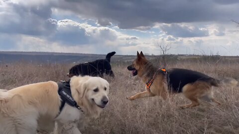 What a walk looks like with our Golden Retriever, German Shepherd and Bernese Mountain Dog