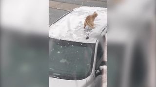 "Excited Cat Plays in Snow"