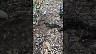 Huge snake in Costa Rica 😱