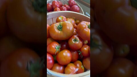 🍅 Harvest for TODAY #tomatoes #harvest #gardening #homestead #foryou #fyp #freshfood #farming