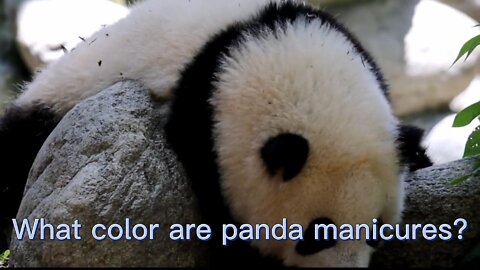 cute and clever panda