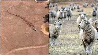 Drone filma i pascoli devastati dalla siccità