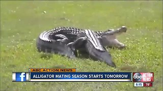 Alligator mating season is here, and this is what you need to know