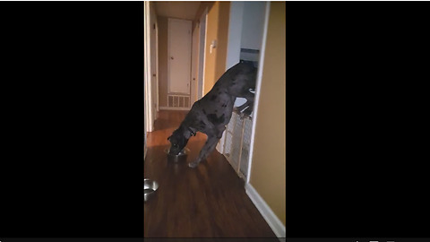 Great Dane learns that gates can't hold him back