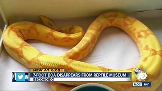 Escondido museum's boa 'Lemony Snicket' missing