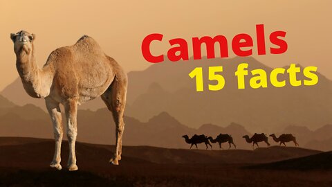 15 interesting facts about camels