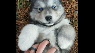 OMG! This blue-eyed husky is the cutest thing I've ever seen 😍😍