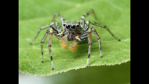 Jumping Spider Animal Fact Files - Amazing Wild Creatures