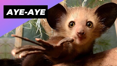 Aye-Aye 👹 One Of The Rarest Animals In The Wild #shorts