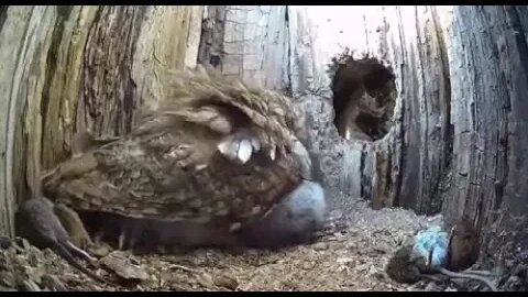 Owl in the Nest with her young.