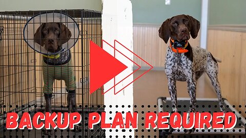 Modified Dog Training Plan - What To Do When Your Dog Is On “Activity Restriction”