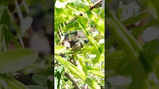 These little frogs definitely like Tamarind trees.