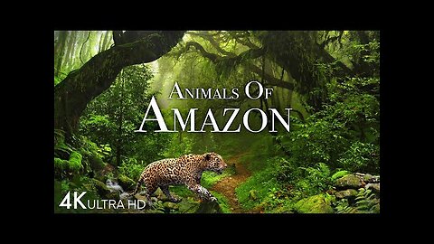 Amazon rainforest mystery in 8k full HD video
