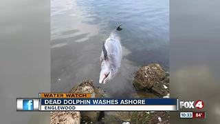 Dolphin and other sea life found dead along Englewood shore