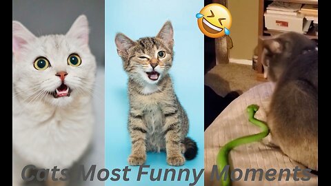 Cats Most Funny Moments