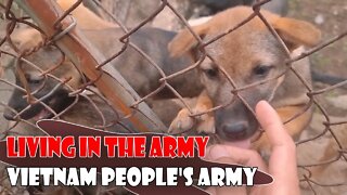 Living in the Vietnam People's Army, Building a House in the Forest, Training Dogs