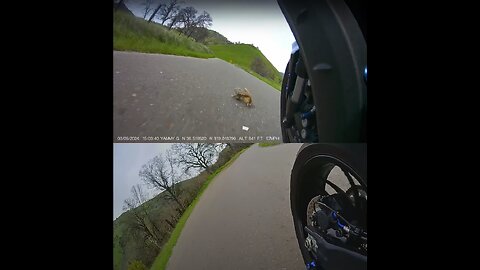 Almost Hit a Little Squirrel!