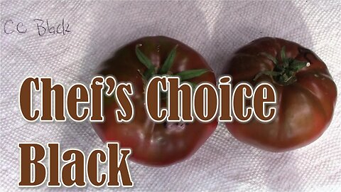 Tomato Review: Chef's Choice Black (Hybrid)