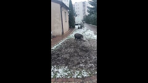 Dog playing with Pig🐷🐶