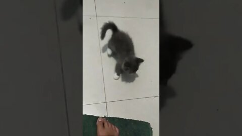 cute kitten (kucing lucu)