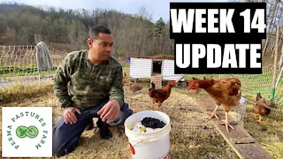 Week 14 Update: Chicken Tractor On Steroids w/ Meat Birds