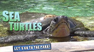 Sea Turtles - Animal Spotlight