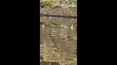 Deer and Fawn Swimming in Snake River, WA