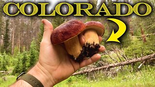 Porcini King Boletes Foraging Colorado 2022