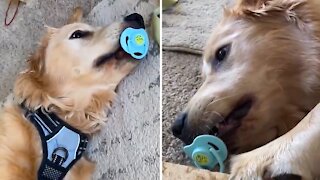 Golden Retriever sucks on pacifier just like a little baby