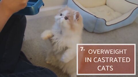 Cat Owner Can Make This 7 Mistakes