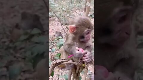 cute 🐵 monkey | funny Monkey videos | funny Monkey | funny Monkey # funny animals