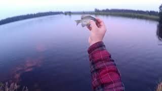 Small Fish On The Fly Rod