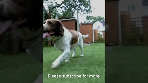 Slow Motion Dog Relaxing #slowmotion #slowmo #relaxing #dog #spaniel