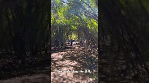 #Hiking trail during #spring in north #Georgia called Bowman’s Island. Kinda looks like a #jungle