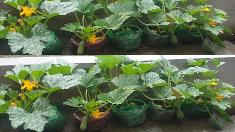 How to grow green Pumpkin at your roof top garden in plastic polythene | How to grow Pumpkin
